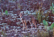 He stopped to look at me again. He really made me wonder how well he could see me. Lone coyote with cactus up hill san diego california