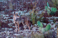 He seemed to check for something, perhaps some other friends nearby to join him in his quest. I decided I got a nice set of pictures and left him to his business. Lone coyote with cactus up hill san diego california