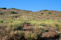 This picture was taken another day to show you the hillside I was looking at. The yellow rectangle identifies the exact location of the coyote. hill san diego california