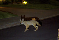 This coyote crossed the street right in front of us as we were taking our after-dinner walk. coyote crossing road at night san diego california