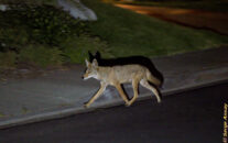 He's now walking around us to get to the sidewalk on the other side of the street. coyote crossing road at night san diego california