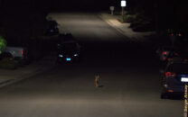 Walking at a slower pace down the middle of the street now that he knows he's safe from us. coyote walking in the middle of street at night san diego california