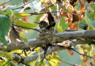 I observed this hummingbird for an hour. Assuming it was a female, she would leave for short periods not lasting longer than a few minutes. I think it's necessary for hummingbirds to feed frequently due to their high metabolism. Hummingbird sitting on his nest, presumably brooding