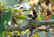 Hummingbird sitting on his nest, presumably brooding