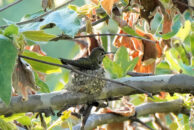 And back again for another brooding session. Hummingbird sitting on his nest, presumably brooding