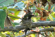 And off she goes again. This was the last time I would see her doing this that day. Hummingbird sitting on his nest, presumably brooding about to take off