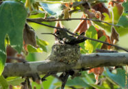 A couple of days later I went back and saw that the hummingbird was still brooding. Hummingbird sitting on his nest, presumably brooding