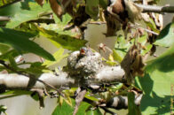One week later I found the chicks were born. What an amazing sight that was! Hummingbird chicks in nest