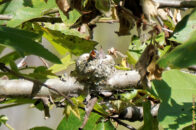 The little guys are so hungry. But mom, or dad is not too far. See next pic... Hummingbird chicks in nest