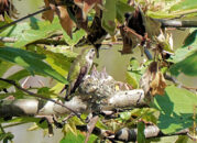 Mom or dad is back to feed the little ones. Hummingbird chick in nest with adult