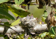 The adult is gone again to get food. Humming bird chick in nest waiting for adults to feed them