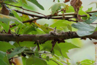 Just 3 days later I went back and found this sad scene. The nest had been ripped off the branch, presumably by a predator to eat the chicks. Nature is so hard. Branch where the hummingbird nest was
