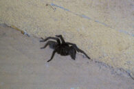 It appears to be a nice tarantula tarantula visit
