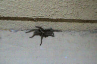 He didn't want to move, so I had to prod its back legs with a stick tarantula visit