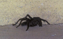 Trying for a profile view, but that was difficult as he was moving and, well, I didn't want to get too close tarantula visit