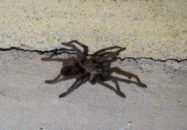 A better view to appreciate the size tarantula visiting our home san diego california