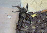 He's going down our driveway to the mulch between the wall and a sidewalk tarantula visiting our home san diego california