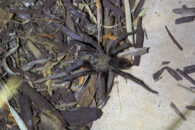 Another good shot but I decided at that point that I really should get a video too as I find the way these creature walk fascinating tarantula visiting our home san diego california