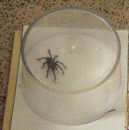 The tarantula captured with a salad spinner Tarantula captured in garage