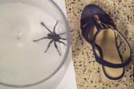 Tarantula next to a shoe for size Tarantula captured in salad spinner