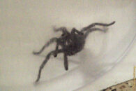 This is as close as I will ever want to get! Tarantula captured in salad spinner