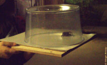 On our way out to release far far away from home Tarantula captured in salad spinner
