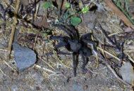 First steps out of the salad spinner Tarantula released in the wild
