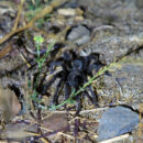 I like to think it was happy to be out there in a more familiar territory Tarantula released to the wild