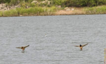 Couple of mallard ducks water landing in sync. These 2 really are mates. They stayed together long after landing. couple of mallard ducks water landing in sync