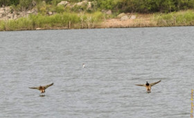 Couple of mallard ducks water landing in sync. These 2 really are mates. They stayed together long after landing. couple of mallard ducks water landing in sync