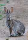 This desert cottontail was literally staring at me. Usually they run away. So, I decided that it deserves a place in today's gallery. desert cottontail rabbit front facing