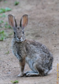 This desert cottontail was literally staring at me. Usually they run away. So, I decided that it deserves a place in today's gallery. desert cottontail rabbit front facing