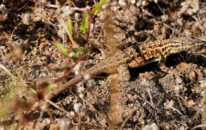 This is a common side-blotched lizard, with a particularly beautiful brown and yellow pattern with little patches of turquoise colors. common side-blotched lizard with tail