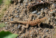 10 days later we met again, but, as you can see, he lost its tail. This probably saved his life, and he will grow a new one. common side-blotched lizard lost his tail