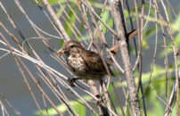 This is a desert wren. It's holding some prey in its beak but I can't figure out what it is. Please add a comment if you have an idea. desert wren with unidentified prey