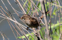 This is a desert wren. It's holding some prey in its beak but I can't figure out what it is. Please add a comment if you have an idea. desert wren with unidentified prey