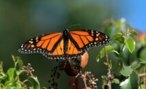 Classic view of the king of butterflies, the monarch. monarch from back