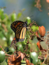This is definitely a gorgeous butterfly, the monarch viewed from the side. monarch profile