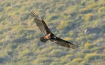 Turkey vulture at Lake Hodges, probably hunting ducks. Turkey vulture