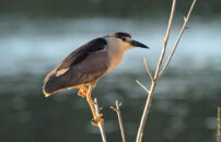 Black-crowned night heron watching my every move. He took off as soon as I made one step too many to get a better view. Black-crowned night heron