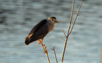 This is a black-crowned night heron, a bird which is mostly active at night and at dusk. It's probably why I had never seen one until now. Black-crowned night heron