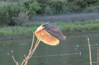 Black-crowned night heron taking off from his perch. Black-crowned night heron