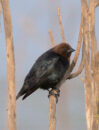 This is a brown-headed cowbird. This is a male, with black body and brown head. It likes to lay its eggs in other birds nests. Brown-headed cowbird