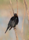 Brown-headed cowbird Brown-headed cowbird
