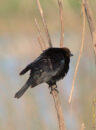 Brown-headed cowbird shaking his feathers. Brown-headed cowbird
