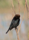 Brown-headed cowbird preening Brown-headed cowbird