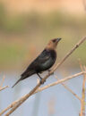 Here is another brown-headed cowbird. This one seems much younger than the one in the previous picture. He was also much more nervous and flew away shortly after this picture. Brown-headed cowbird