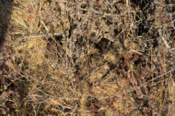This is exactly what I saw when I arrived to check out the hole where I knew a rattlesnake lives. Can you tell there is another one hidden in this mess of dried out vegetation? Hidden rattlesnake