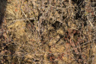 This is exactly what I saw when I arrived to check out the hole where I knew a rattlesnake lives. Can you tell there is another one hidden in this mess of dried out vegetation? Hidden rattlesnake