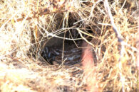 This is the younger rattlesnake in the hole, which I spotted a week before, and which I visited twice before encountering the large one on the trail. Rattlesnake in a hole